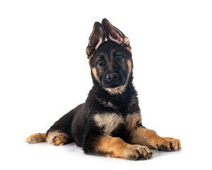 Canvas Print - young german shepherd