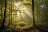 Fototapeta Las - Deciduous forest in the soft morning light. Generative AI.