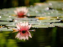 Water Lilies On The Surface Of A Pond