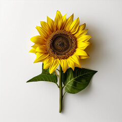 Wall Mural - Sunflower with leaf white background
