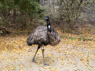 Canvas Print - emu ostrich against the background of an autumn forest