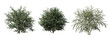 bush isolate on a transparent background, 3D illustration, cg render
