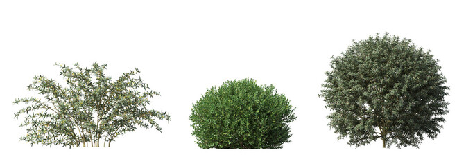 bush isolate on a transparent background, 3D illustration, cg render
