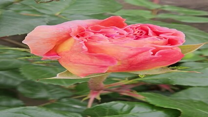 Wall Mural - flower of beautiful bright rose, close up