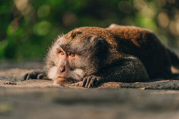 close up shot of lying relaxed monkey watching careful. macaque in sacred ubud monkey forest sanctua