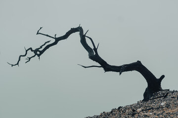 close up shot of burnt tree branches with cold fog background. hills vegetation landscape view.