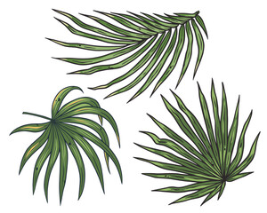 Wall Mural - Tropical plants or summer exotic leafs for decoration wedding or florist shop. Nature exotic plant with palm leafs for vector tropic design