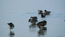 Gaggles Of Canada Geese Wading In Water In Pea Island National Wildlife Refuge