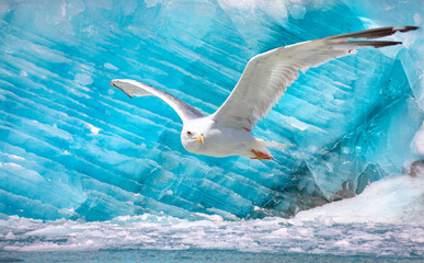 Wall Mural - Knud Rasmussen Glacier near Kulusuk with seagull flying - Greenland, East Greenland