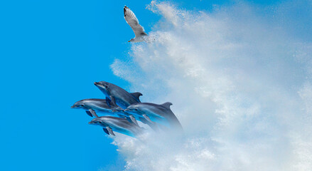 Poster - Group of dolphins jumping on the water of strong sea wave with seagull