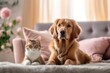 photograph of an adorable dog and cat sitting living room background