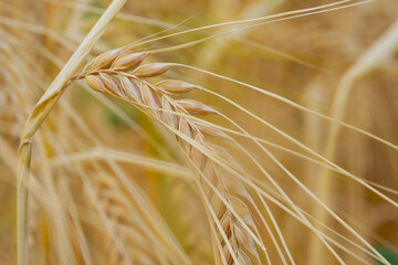 close-up of a yellow ear of barley in the field