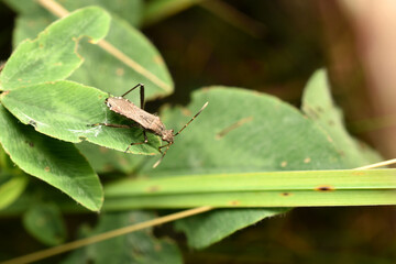 Wall Mural - Insect bug alidida sits on a plant.