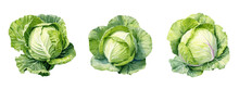 Cabbage, Watercolor Painting Style Illustration. Vector Set.