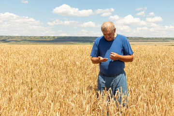 Experienced mature agronomist technician checking the growth of the wheat for a quality control in a cereal field in summer.