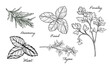 Herbs set of mint, rosemary, basil, thyme, parsley vector hand drawn line art illustration