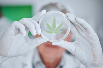 Wall Mural - Science, cannabis plant and hands with leaf in petri dish for research, biology and study medicine. Healthcare, agriculture and scientist with weed or marijuana for medical treatment, drugs and cbd