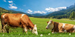 © Alberto Masnovo - Two brown and white dairy cows on a mountain green pasture with daisy flowers, against a blue sky with clouds. European Alps.