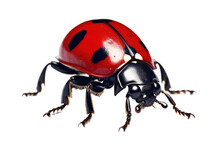 Ladybug Insect Bug Isolated On Transparent Background. PNG File, Cut Out.