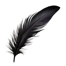 Black Feather Isolated On Transparent Background Cutout