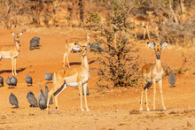 Beautiful Young Impalas In Victoria Falls National Park, Zimbabwe