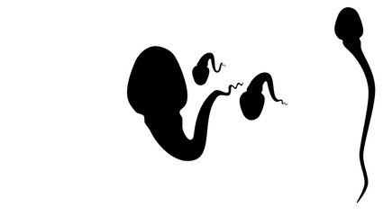 human spermatozoon silhouette