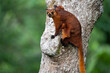 Giant Red Flying Squirrel in Sepilok National Forest Malaysia