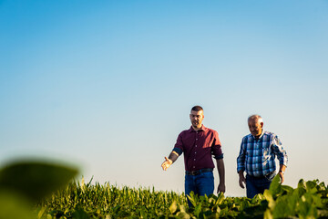 Wall Mural - Two farmers walking in a field examining soy crop.