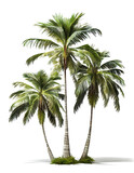Fototapeta Desenie - palm tree on a white background