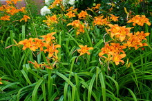 Summer Flowerbed With Orange Tiger Lilies Blooming Among Green Leaves