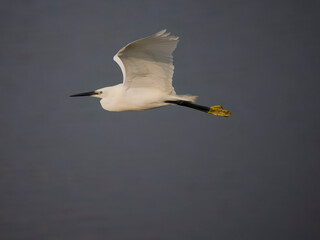 Canvas Print - Little egret, Egretta garzetta