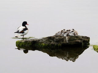 Sticker - Shelduck, Tadorna tadorna