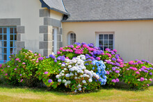 Magnifiques Hydrangeas En Fleurs En Bretagne - France