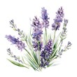 canvas print picture - Colorful watercolor lavender flowers illustration on a white background. Generative AI