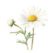 Colorful Watercolor Daisy Flowers Illustration On A White Background. Generative AI