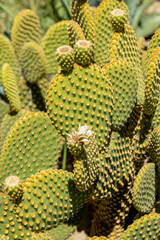 Canvas Print - opuntia