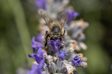 Poster - Macro d'abeille butinant