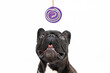 Brindle French Bulldog looking up at a purple lolly pop