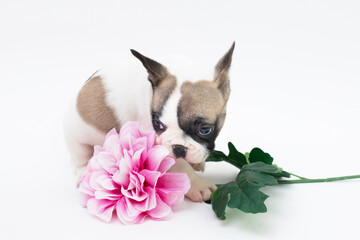 Wall Mural - Tan and white french bulldog puppy sitting with a pink flower