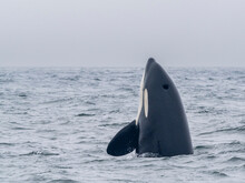 A Pod Of Transient Killer Whales (Orcinus Orca), Catching And Killing An Elephant Seal In Monterey Bay Marine Sanctuary