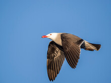 Adult Heermann's Gull (Larus Heermanni), In Flight Near Breeding Colony At Isla Rasa, Baja California