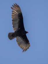 Adult Turkey Vulture (Cathartes Aura), In Flight Searching For Food In Conception Bay, Baja California