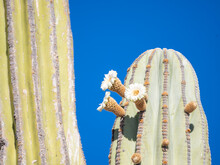 Cardon Cactus (Pachycereus Pringlei), Flowering Detail On Isla San Esteban, Baja California