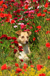Frühling - Hund (beige) in roter Blumenwiese