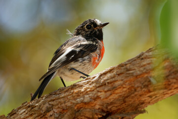 Scarlet robin - Petroica boodang common red-breasted Australasian robin in the passerine bird genus Petroica. The species is found on continental Australia and islands, including Tasmania