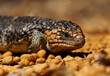 Tiliqua rugosa known as Shingleback skink or Bobtail lizard or Sleepy or Pinecone lizard, short tailed slow species of Blue-tongued skink endemic to Australia, two-headed or stumpy-tailed skink