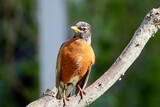 Fototapeta Zwierzęta - American Robin perched on a tree branch