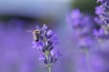 Sticker - Nature's Elixir: A Bee Collecting Nectar from Lavender