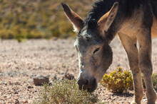 Wild Donkey Feeding In The Middle Of The Desert.