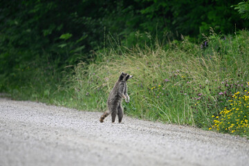 Wall Mural - Curious funny young raccoon wanders along a country road exploring for food